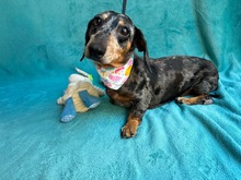 EVELYN, Hund, Dackel-Mix in Ungarn
