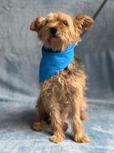 LEROY, Hund, Yorkshire Terrier-Mix in Ungarn
