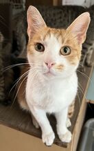 FRENKY, Katze, Europäisch Kurzhaar in Ungarn