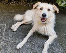 VALERIO, Hund, Mischlingshund in München