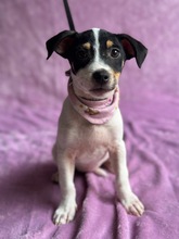 INARI, Hund, Jack Russell Terrier-Mix in Ungarn