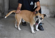 QUIRON, Hund, Mischling in Italien