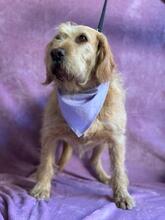 ZSANI, Hund, Mischlingshund in Ungarn