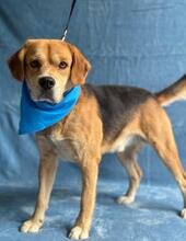 THOMAS, Hund, Mischlingshund in Ungarn