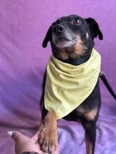 MUKI, Hund, Mischling in Ungarn