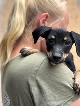 NIGIRI, Hund, Jack Russell Terrier-Pinscher-Mix in Ungarn