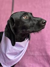 SUZY, Hund, Mischlingshund in Ungarn