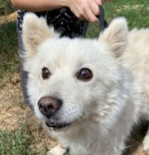 TALPI, Hund, Spitz-Mischling in Slowakische Republik