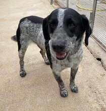 SIMON, Hund, Mischlingshund in Italien