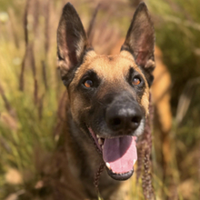 MAX, Hund, Malinois-Mischling in Spanien