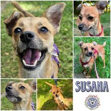 SUSANA, Hund, Mischlingshund in Ribnitz-Damgarten