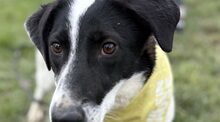 LISE, Hund, Mischlingshund in Hamburg