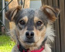 AIRA, Hund, Mischlingshund in Rösrath