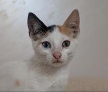 GASOLINA, Katze, Europäisch Kurzhaar in Bulgarien