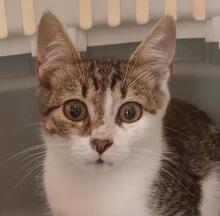 MAX, Katze, Europäisch Kurzhaar in Bulgarien