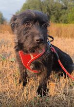 LUNA, Hund, Mischlingshund in Lutherstadt Wittenberg