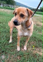 HERO, Hund, Mischlingshund in Wiesloch