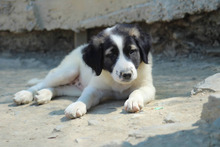 CREPE, Hund, Mischlingshund in Griechenland