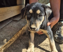 PATA, Hund, Mischlingshund in Griechenland