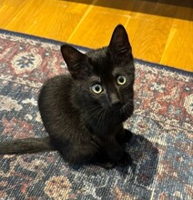 GRAFITO, Katze, Europäisch Kurzhaar in Berlin
