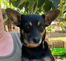 IMOLA, Hund, Pinscher-Mix in Ungarn
