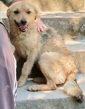PICUR14, Hund, Mischlingshund in Ungarn