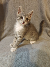 SIENNA, Katze, Europäisch Kurzhaar in Ungarn