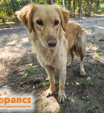 SZEPI7, Hund, Golden Retriever -Mischling in Ungarn