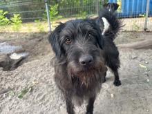 BOGYO14, Hund, Mischlingshund in Ungarn