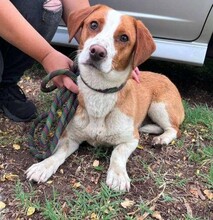 BOLYKA2, Hund, Mischlingshund in Ungarn