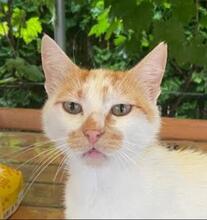 TEO, Katze, Europäisch Kurzhaar in Bulgarien