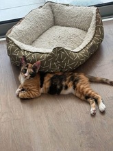 PIPERI, Katze, Hauskatze in Zypern