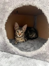 ANGURI, Katze, Hauskatze in Zypern