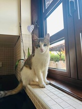 CHRISTEL, Katze, Hauskatze in Zypern