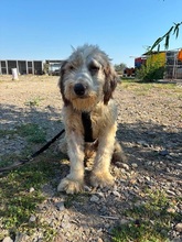 POLDI, Hund, Mischling in Rumänien