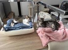 BONNY, Katze, Hauskatze in Wesel