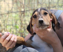 TRICO, Hund, Mischlingshund in Griechenland