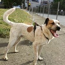 SPIKE, Hund, Mischlingshund in Rumänien