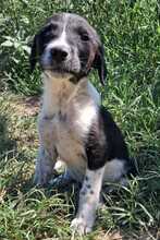PINO, Hund, Mischlingshund in Bulgarien