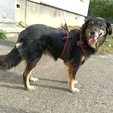 BLACKY, Hund, Mischlingshund in Rumänien