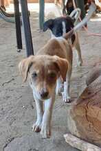 LITCHI, Hund, Mischlingshund in Bulgarien