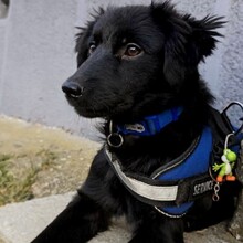 VADER, Hund, Mischlingshund in Rumänien
