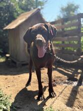 BERNA, Hund, Mischlingshund in Bulgarien