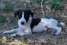 YUZU, Hund, Mischlingshund in Bulgarien