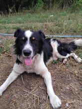 BRUNO, Hund, Mischlingshund in Bulgarien