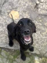 LUNE, Hund, Mischlingshund in Bulgarien