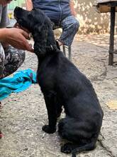LUNE, Hund, Mischlingshund in Frankfurt