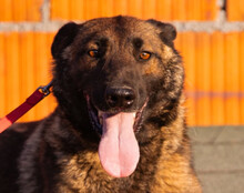 LAIKA, Hund, Belgischer Schäferhund in Pulheim