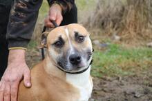 MOLLI3, Hund, Mischling in Ungarn