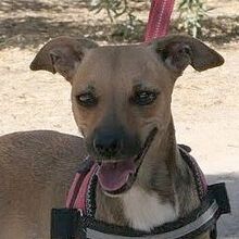 CHISPA, Hund, Mischlingshund in Spanien
